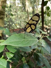 Methona themisto