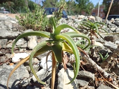 Aloiampelos striatula
