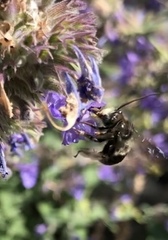 Melissodes bimaculatus