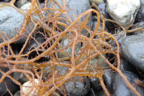 Hypnea cervicornis