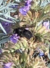 Melissodes bimaculatus