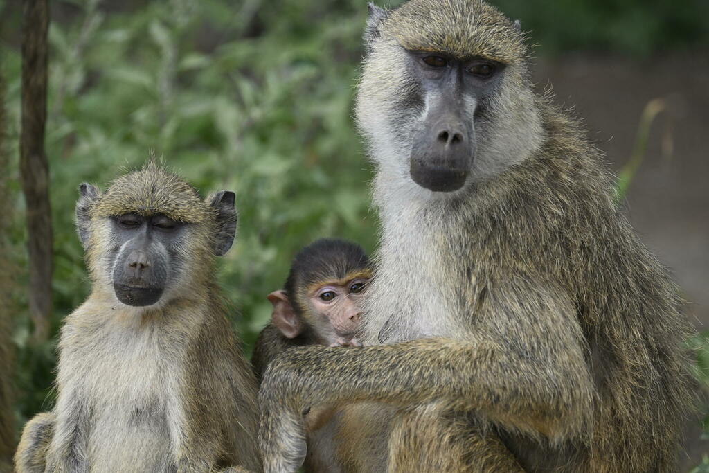Yellow Baboon