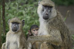 Yellow Baboon photo 1
