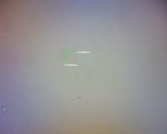 Ramariopsis pulchella