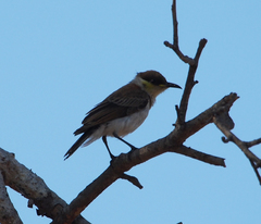 Cissomela pectoralis