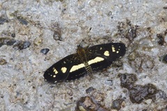 Castilia angusta