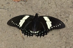 Papilio menatius