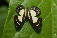 Baeotis elegantula