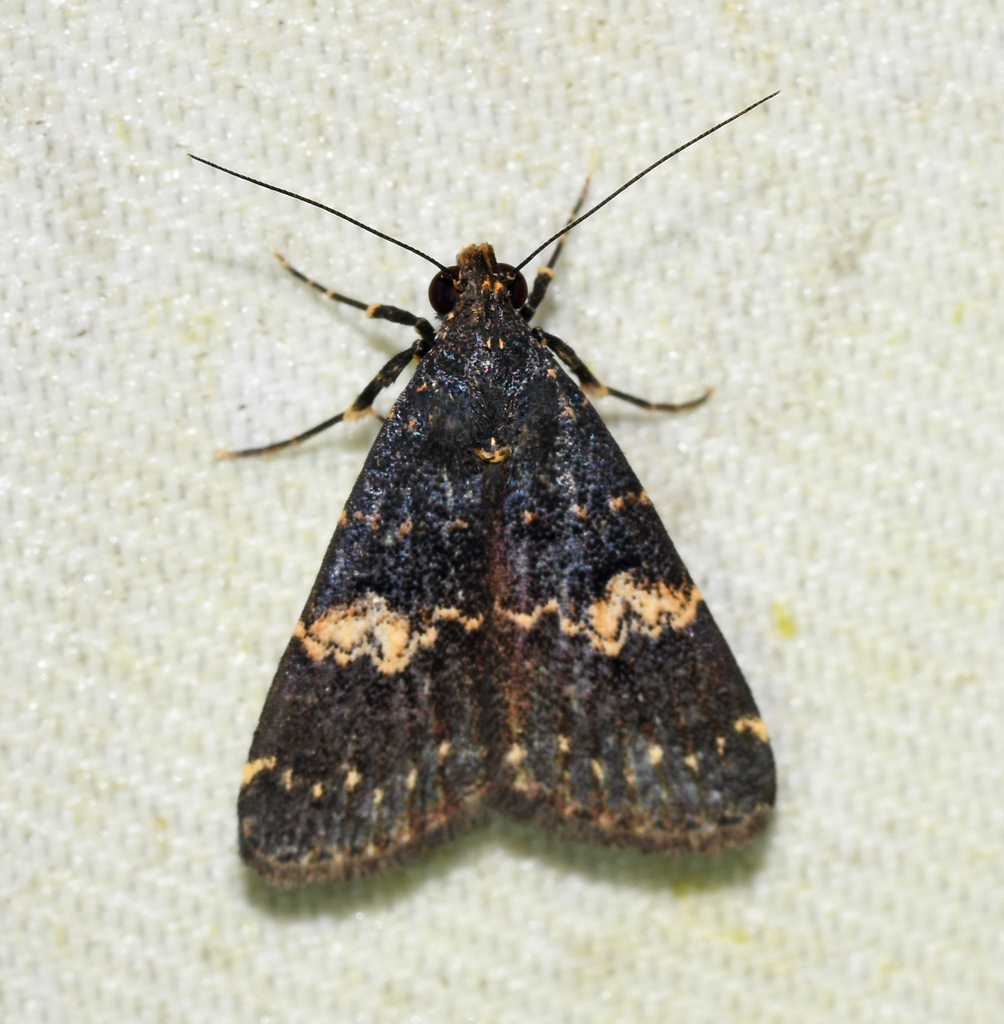 Hydrillodes erythusalis