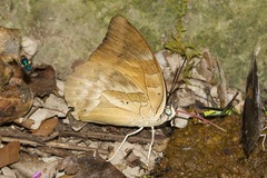 Archaeoprepona demophon