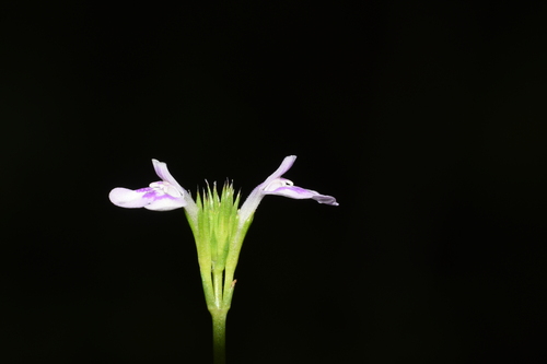 Image of Bonnaya ciliata by (c) deepachandran, some rights reserved (CC BY-SA)
