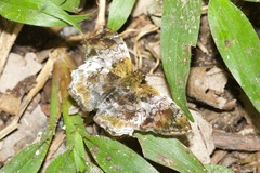 Diaeus variegata