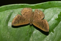 Chalodeta lypera