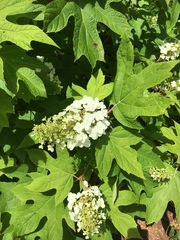 Hydrangea quercifolia