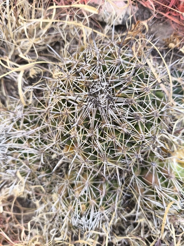 Coryphantha hintoniorum