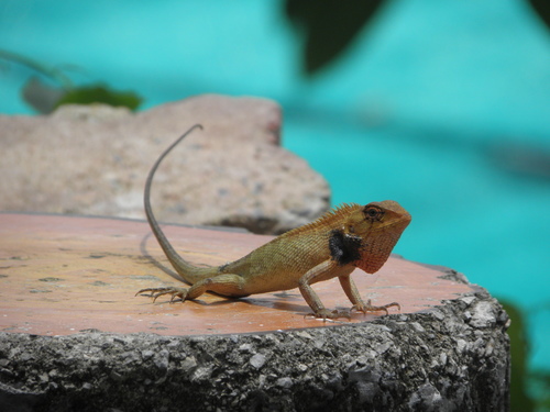 Thai Garden Lizard, Karon, Mueang Phuket District, Phuket, Thailand, photo 7 of 10