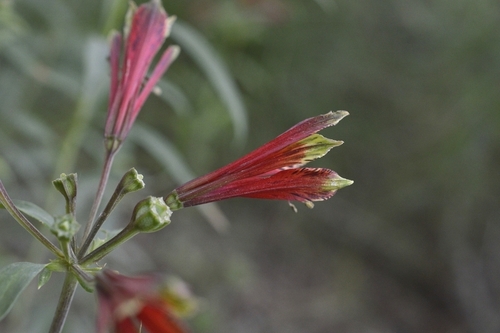 Image of Lily Of The Incas (Alstroemeria psittacina) by (c) E Santos Ortega, some rights reserved (CC BY)