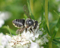 Megachile petulans