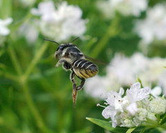 Megachile petulans