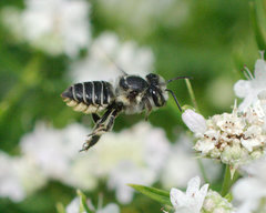 Megachile petulans
