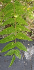 Ailanthus altissima