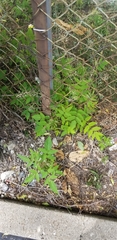 Ailanthus altissima
