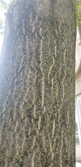 Ailanthus altissima