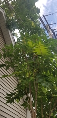 Ailanthus altissima
