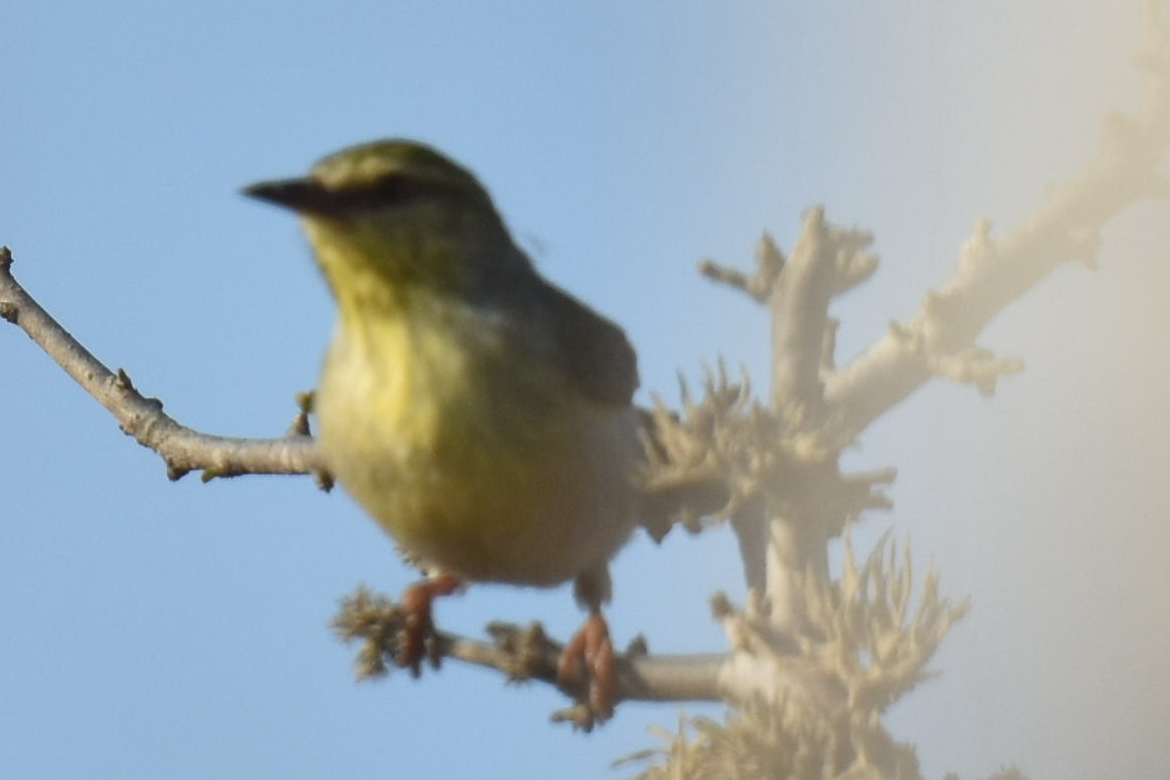 Common Jery (Neomixis tenella), photo 10