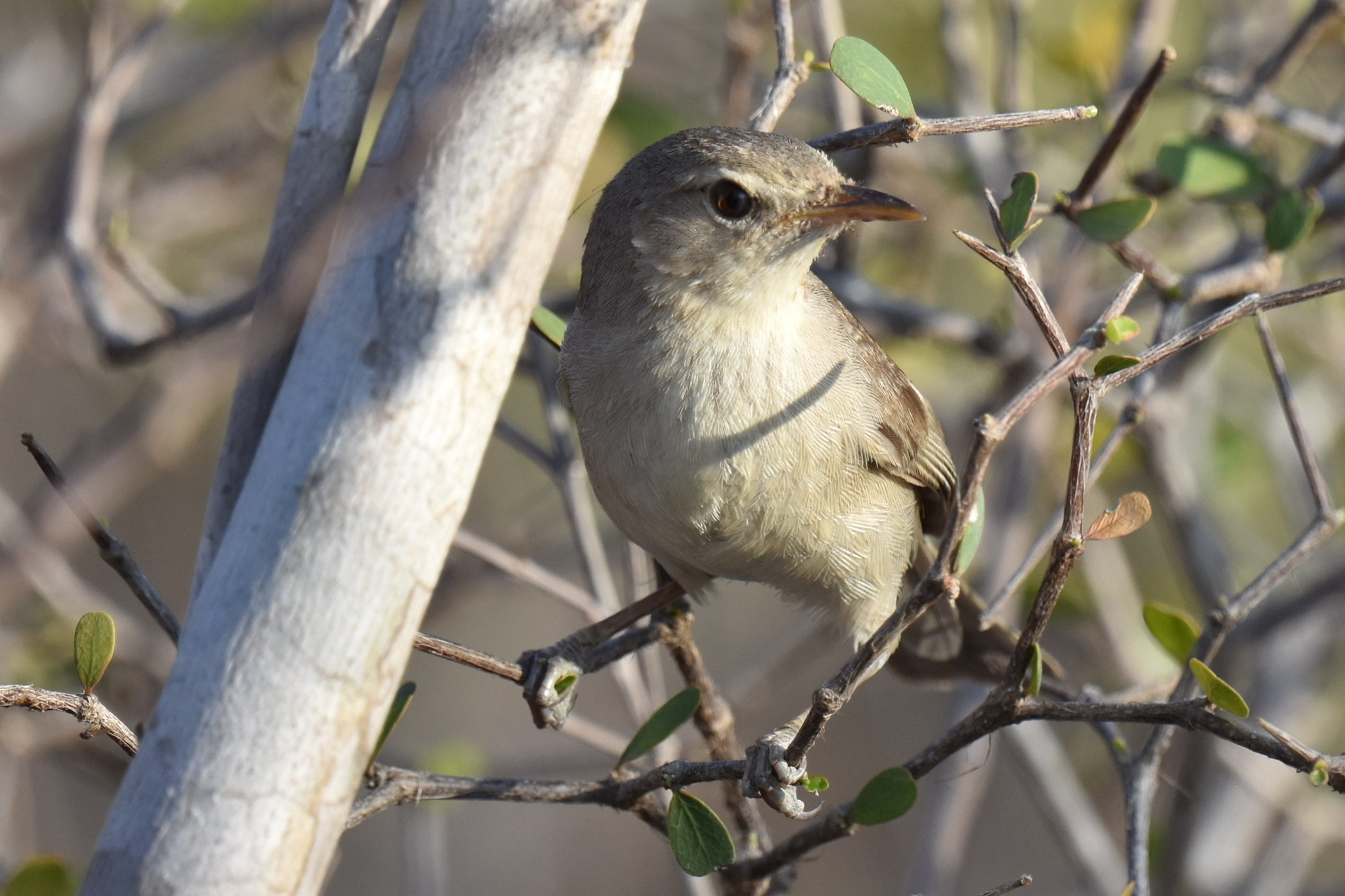 Subdesert Brush Warbler (Nesillas lantzii), photo 4