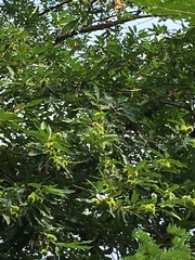 Castanea sativa