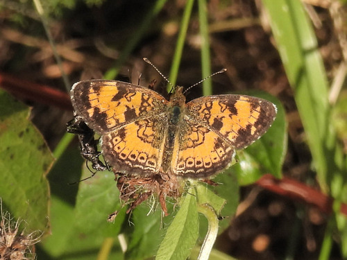 Pearl Crescent photographed in Massachusetts