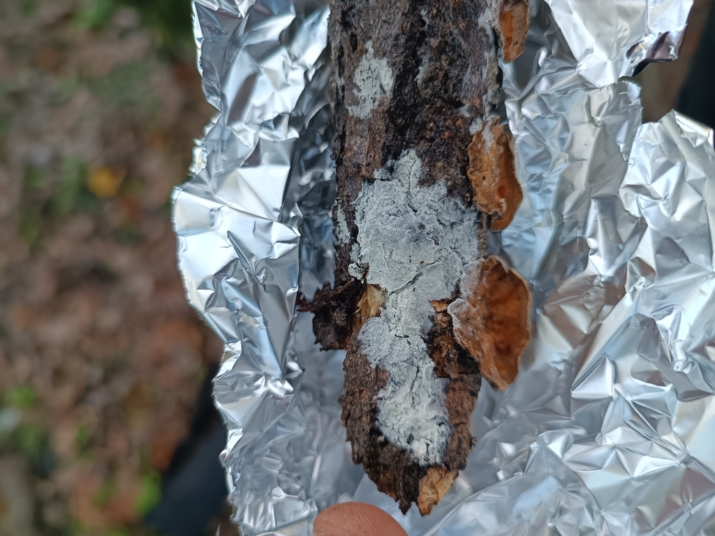 Sistotrema porulosum