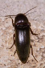 Diplostethus