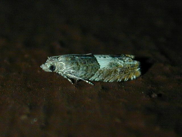 Walker's Epinotia Moth from Ward Pound Ridge - Trailside, Westchester ...