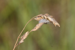 Cheiracanthium punctorium