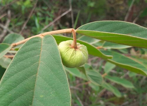 Annona tomentosa observed 2024-12-03