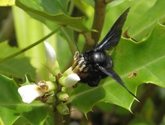 Xylocopa iridipennis