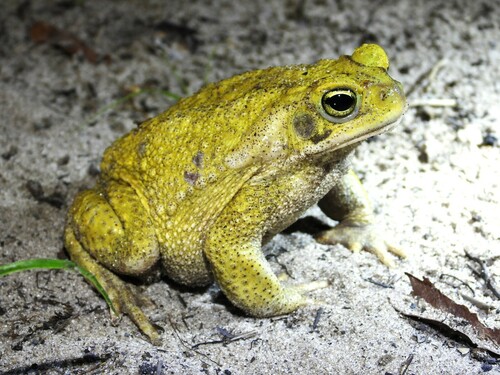 Rhinella veredas