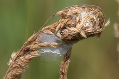 Cheiracanthium punctorium