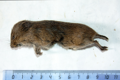 Shantar Vole (Alexandromys shantaricus) — Data Deficient Mammalia