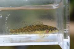 Etheostoma zonale