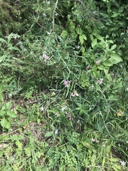 Lathyrus heterophyllus