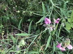 Lathyrus heterophyllus