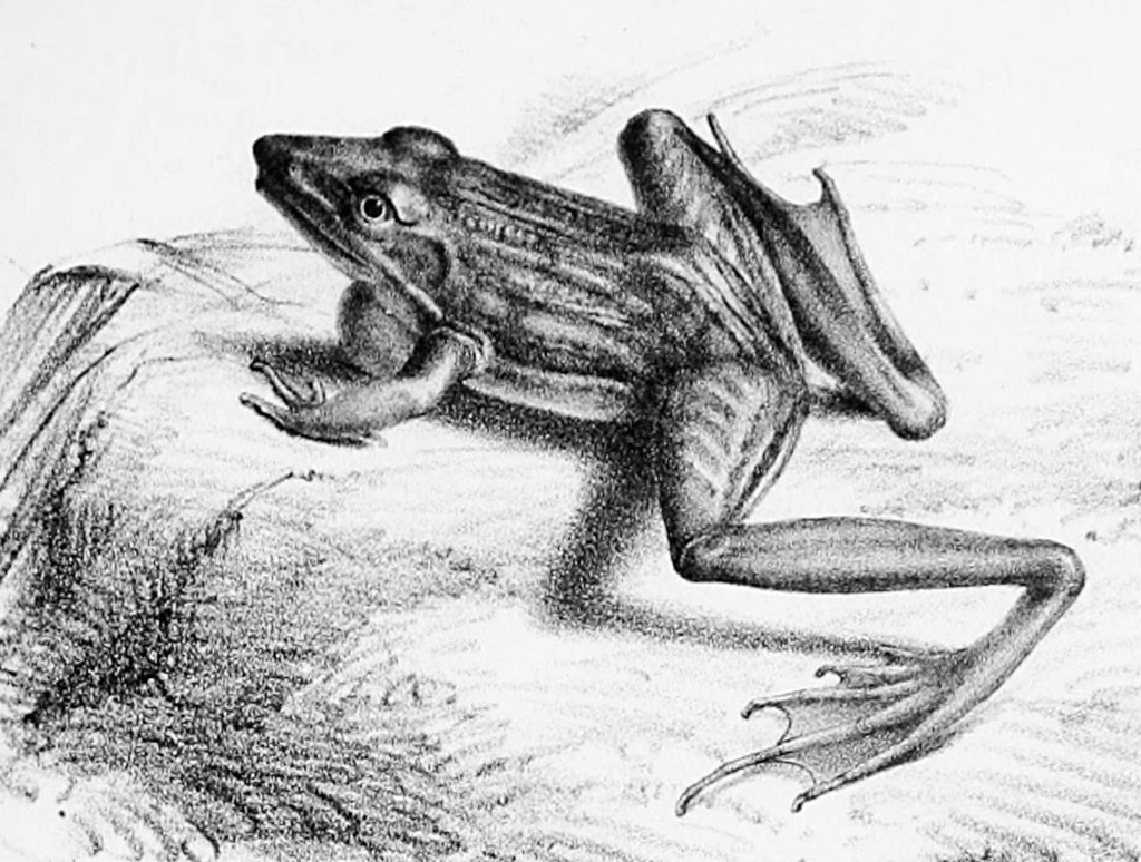 Savanna Ridged Frog