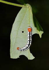 Truncaptera truncata