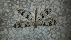 Palpares libelluloides