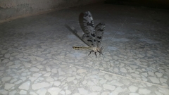 Palpares libelluloides