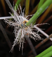 Ophiocordyceps humbertii