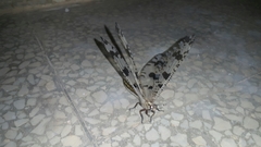 Palpares libelluloides